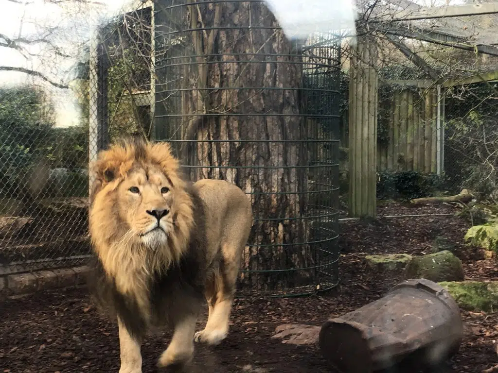 lion